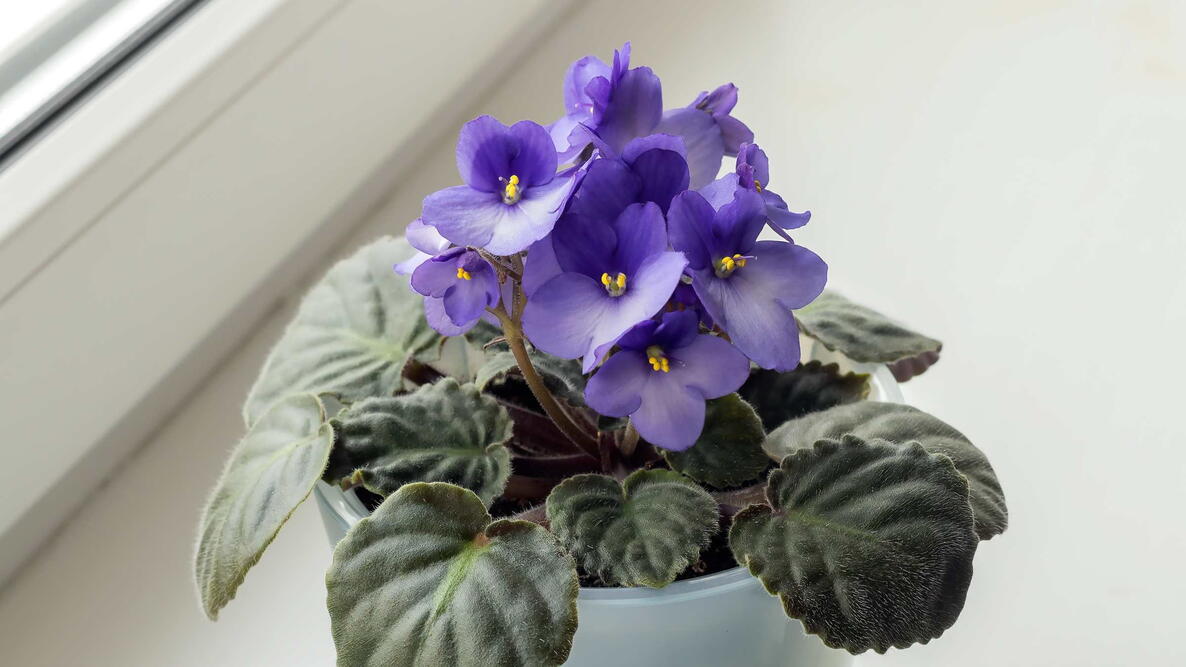 Violet plant best sale